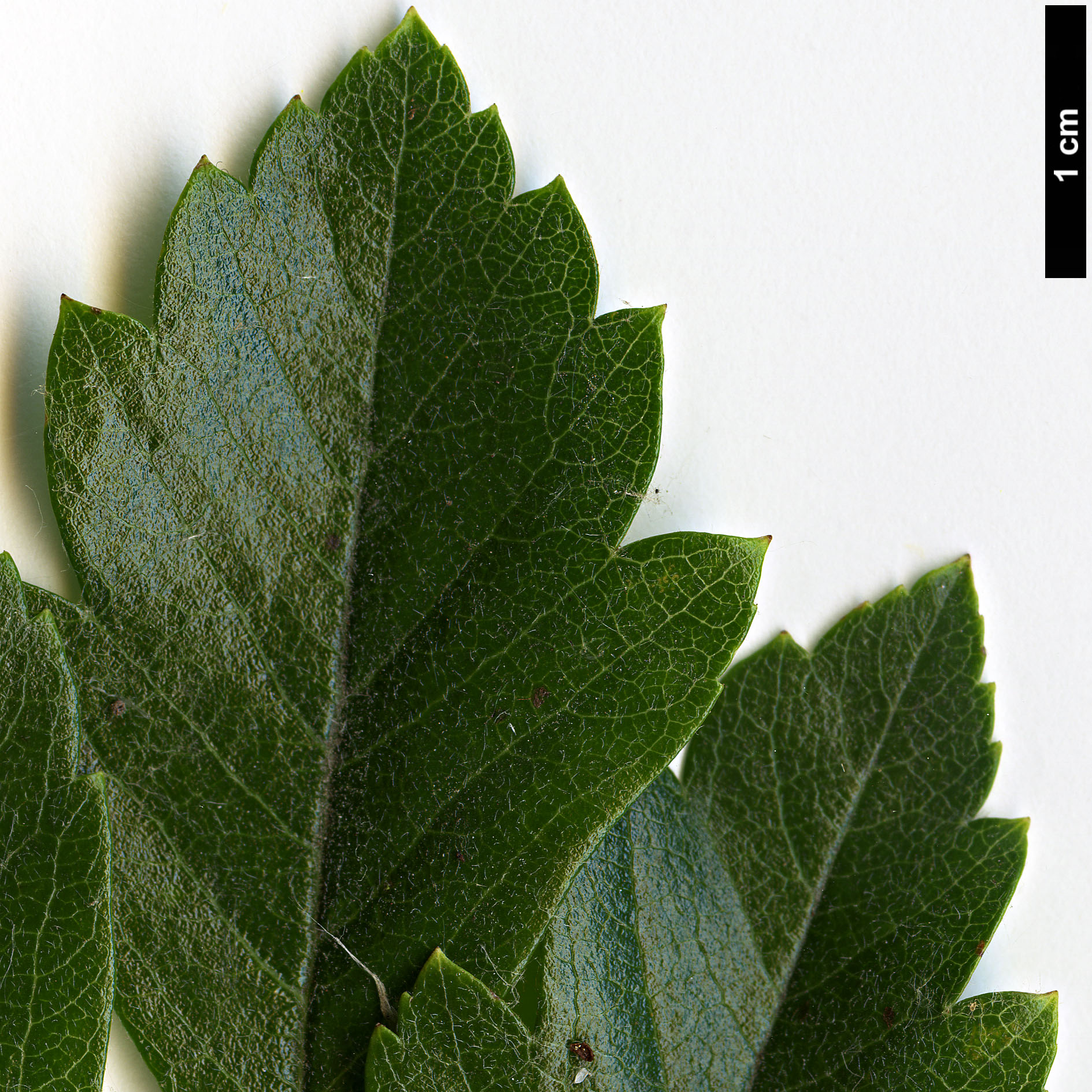 High resolution image: Family: Rosaceae - Genus: Crataegus - Taxon: ×grignonensis (C.mexicana ×)